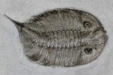 Plate With Four Trilobites, Cystoid & Crinoid - Rochester Shale #175630-8